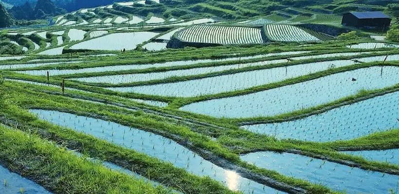 JAPAN, YAMAHA, RICE PADDIES & WORLD MOTOCROSS DOMINANCE